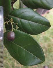 Cassinopsis tinifolia