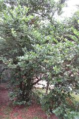 Cassinopsis tinifolia