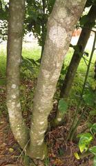 Cassinopsis tinifolia