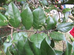 Cassinopsis tinifolia