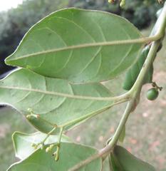 Cassinopsis tinifolia