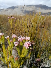 Sorocephalus scabridus