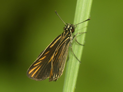 Apaustus radiatus
