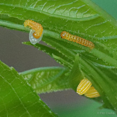 Heliconius charithonia