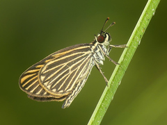Apaustus radiatus