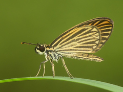 Apaustus radiatus