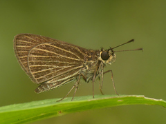 Callimormus radiola radiola