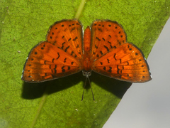 Parvospila lucianus