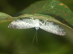 Parvospila lucianus
