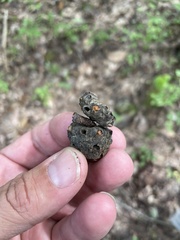 Callirhytis glandulus