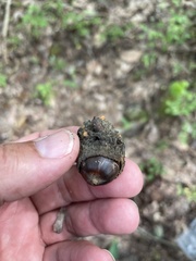 Callirhytis glandulus