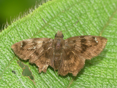Nisoniades macarius