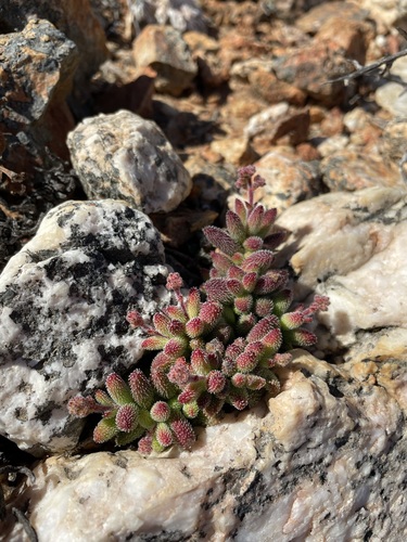 Image of Hedgehog Stonecrop (Crassula hirtipes) by (c) Matt Berger, some rights reserved (CC BY)