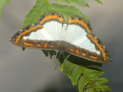 Nymphidium caricae
