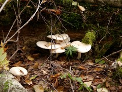 Basidiomycota