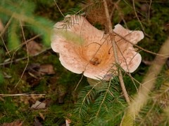 Lactarius