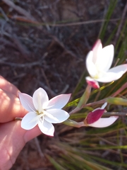 Hesperantha cucullata