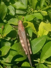 Anacridium aegyptium