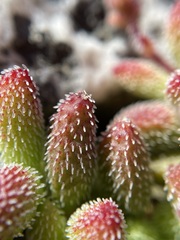Crassula hirtipes