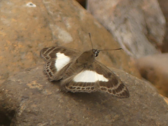 Sophista aristoteles