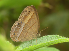 Yphthimoides mythra