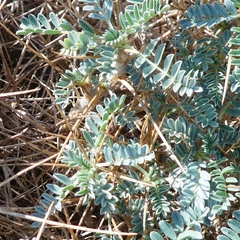 Astragalus tragacantha