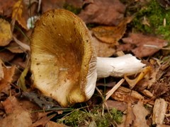Basidiomycota