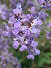 Limonium tomentellum