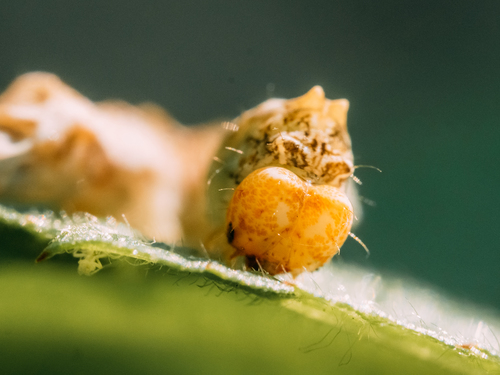 Peach Blossom Moth photo 4