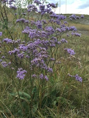 Limonium tomentellum