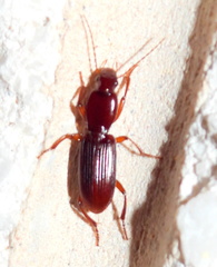 Stenomorphus californicus