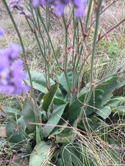 Limonium tomentellum