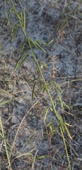 Desmodium strictum