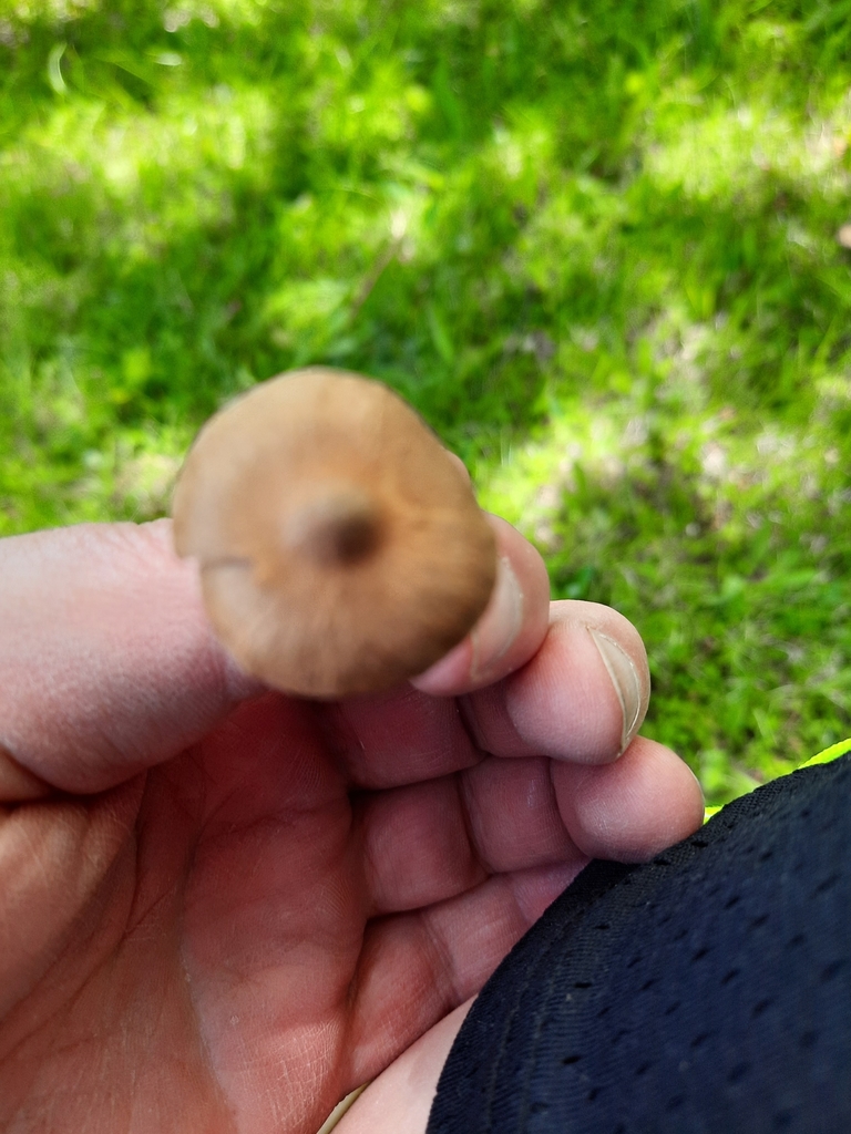 Common Gilled Mushrooms and Allies from Marshfield, PE C1C 0J1, Canada