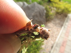 Phloeosinus aubei