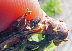 Phloeosinus aubei