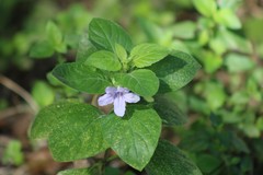 Ruellia drummondiana