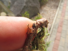 Phloeosinus aubei