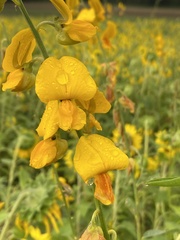 Crotalaria juncea