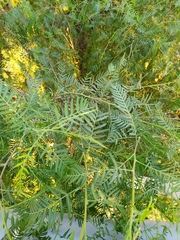 Schinus molle