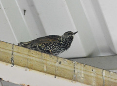 Sturnus vulgaris