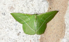 Dichorda rectaria