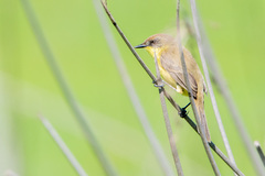 Pseudocolopteryx flaviventris