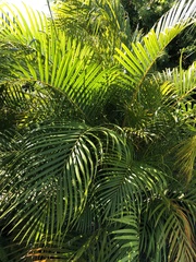 Dypsis lutescens