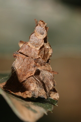 Pagodiella
