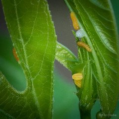 Heliconius charithonia