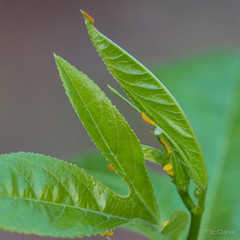 Heliconius charithonia