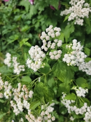 Ageratina altissima