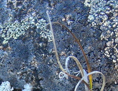 Orphniospora moriopsis