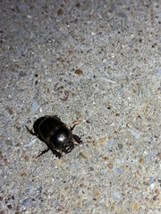 Euetheola